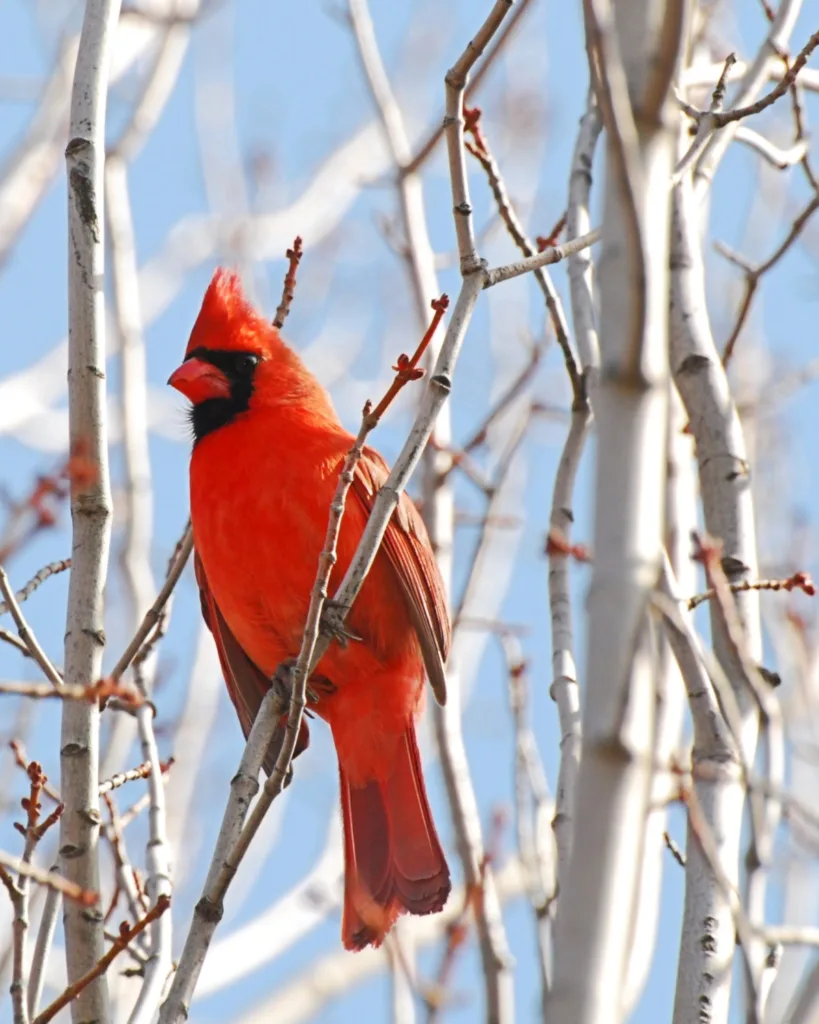 cardinal symbolism and meaning