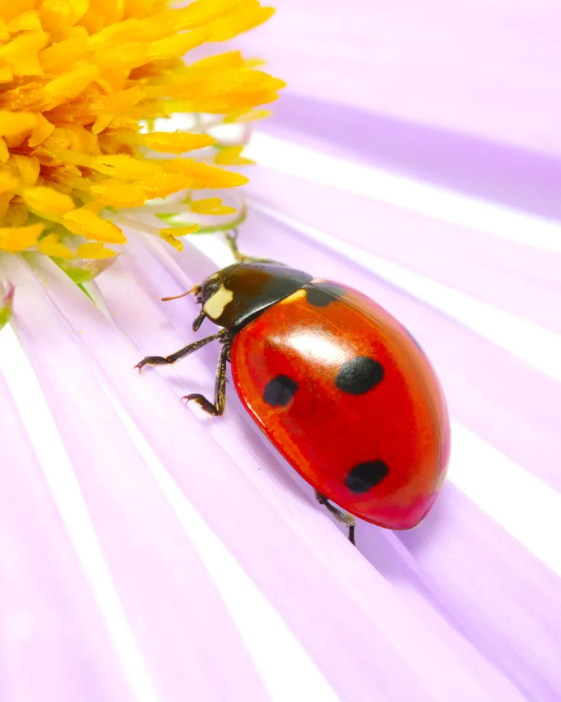 meaning of ladybugs