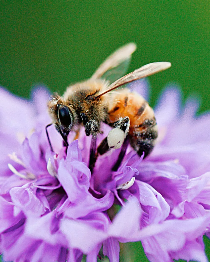 Spiritual Meaning of Bees