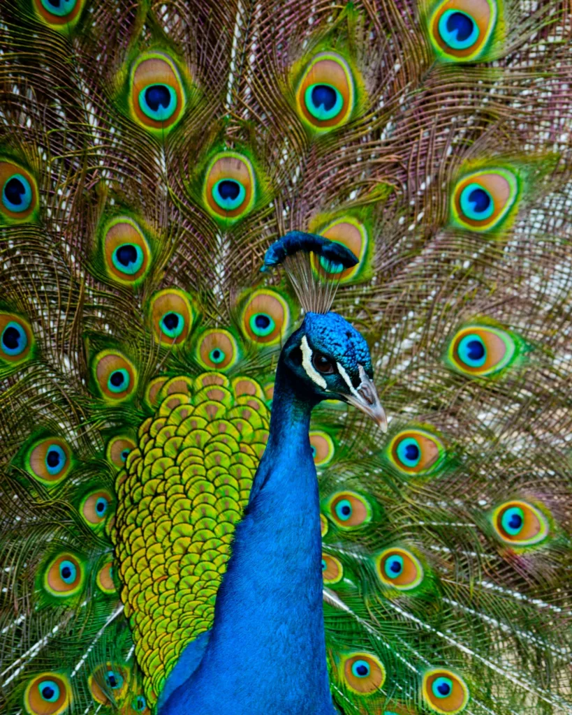 meaning of peacock