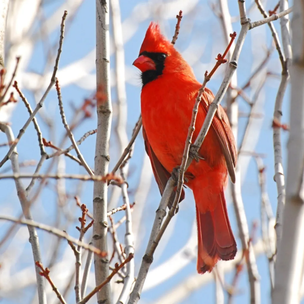 cardinal symbolism and meaning