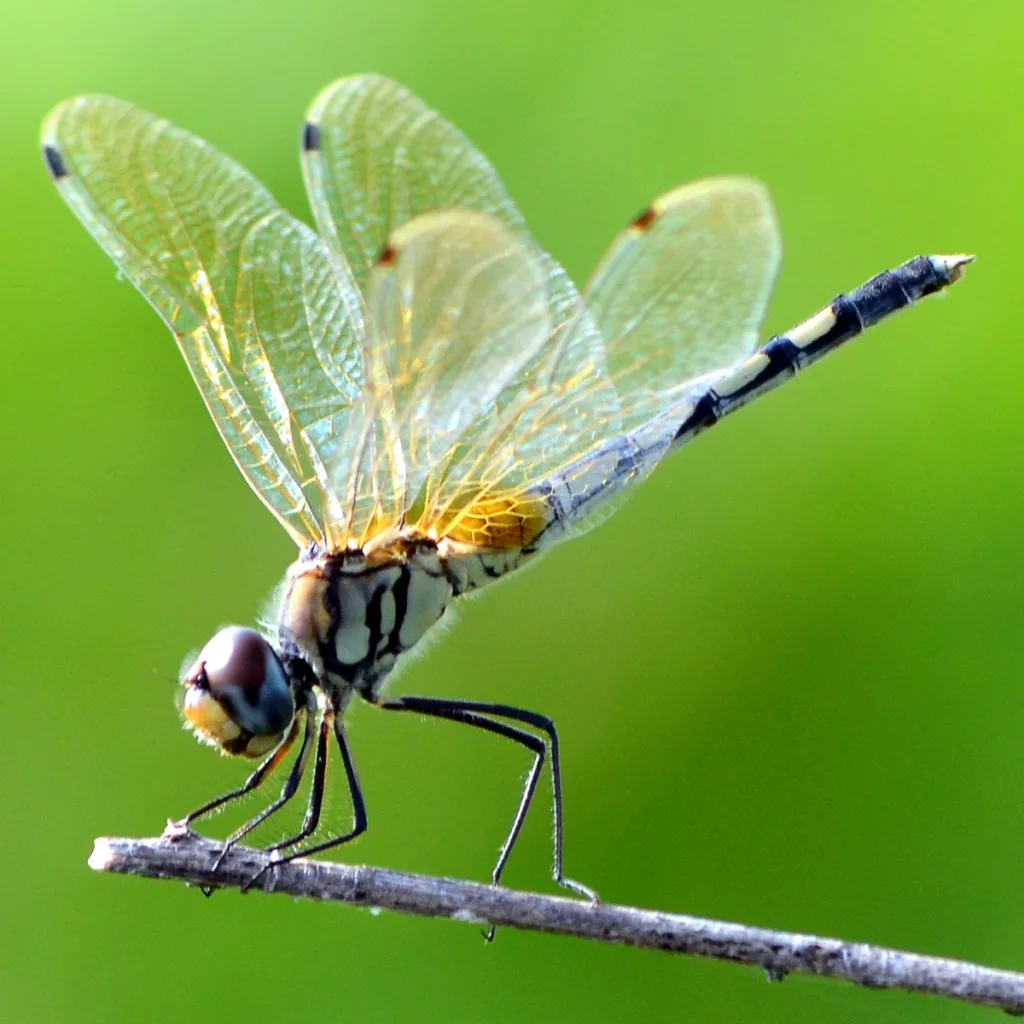 dragonfly symbolism and meaning