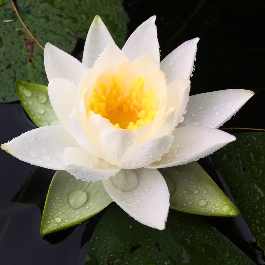 the Lotus Flower