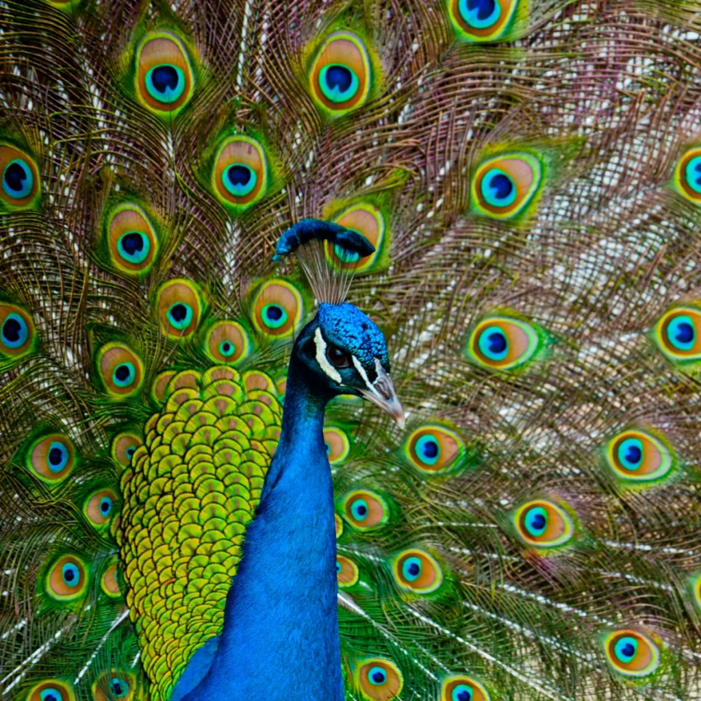 meaning of peacock